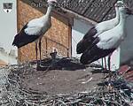 Capi_Dubne_20250807_132503.jpg