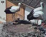 Capi_Dubne_20250807_133003.jpg