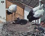 Capi_Dubne_20250807_133502.jpg