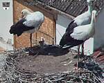 Capi_Dubne_20250807_134003.jpg