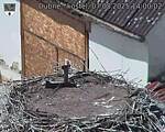 Capi_Dubne_20250807_140002.jpg