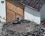 Capi_Dubne_20250807_141004.jpg