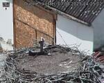 Capi_Dubne_20250807_142502.jpg