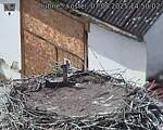 Capi_Dubne_20250807_145002.jpg