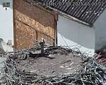 Capi_Dubne_20250807_150003.jpg
