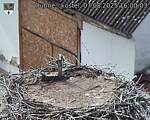 Capi_Dubne_20250807_160003.jpg