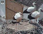 Capi_Dubne_20250807_160503.jpg