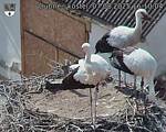 Capi_Dubne_20250807_161004.jpg