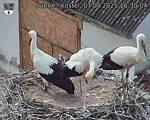 Capi_Dubne_20250807_163004.jpg