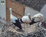 Capi_Dubne_20250807_163504.jpg