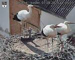 Capi_Dubne_20250807_170503.jpg