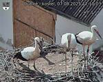 Capi_Dubne_20250807_171003.jpg