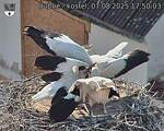 Capi_Dubne_20250807_175003.jpg