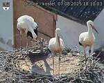 Capi_Dubne_20250807_181003.jpg