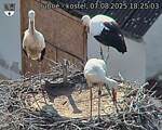 Capi_Dubne_20250807_182503.jpg