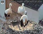 Capi_Dubne_20250807_183502.jpg