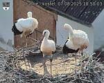Capi_Dubne_20250807_185003.jpg