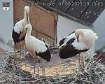 Capi_Dubne_20250807_191503.jpg