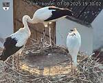 Capi_Dubne_20250807_193002.jpg