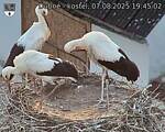 Capi_Dubne_20250807_194502.jpg