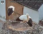 Capi_Dubne_20250807_195003.jpg