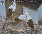 Capi_Dubne_20250807_195502.jpg