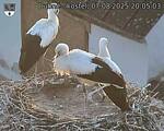 Capi_Dubne_20250807_200503.jpg