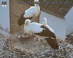 Capi_Dubne_20250807_201003.jpg