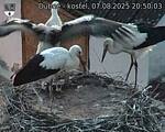 Capi_Dubne_20250807_205003.jpg