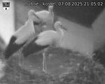 Capi_Dubne_20250807_210502.jpg
