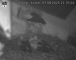 Capi_Dubne_20250807_213502.jpg
