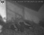 Capi_Dubne_20250807_221002.jpg