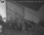 Capi_Dubne_20250807_225003.jpg