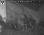 Capi_Dubne_20250807_230503.jpg