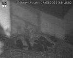 Capi_Dubne_20250807_231002.jpg