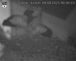 Capi_Dubne_20250808_000003.jpg