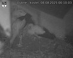 Capi_Dubne_20250808_001003.jpg