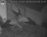 Capi_Dubne_20250808_001502.jpg