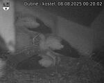 Capi_Dubne_20250808_002002.jpg