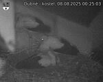 Capi_Dubne_20250808_002503.jpg
