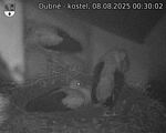 Capi_Dubne_20250808_003003.jpg