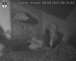 Capi_Dubne_20250808_003503.jpg