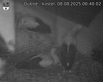 Capi_Dubne_20250808_004002.jpg
