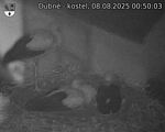 Capi_Dubne_20250808_005003.jpg