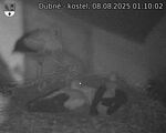 Capi_Dubne_20250808_011002.jpg
