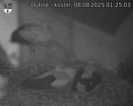Capi_Dubne_20250808_012503.jpg