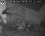 Capi_Dubne_20250808_013002.jpg