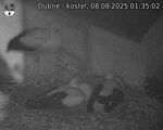 Capi_Dubne_20250808_013502.jpg