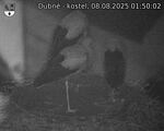 Capi_Dubne_20250808_015002.jpg