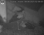 Capi_Dubne_20250808_020003.jpg